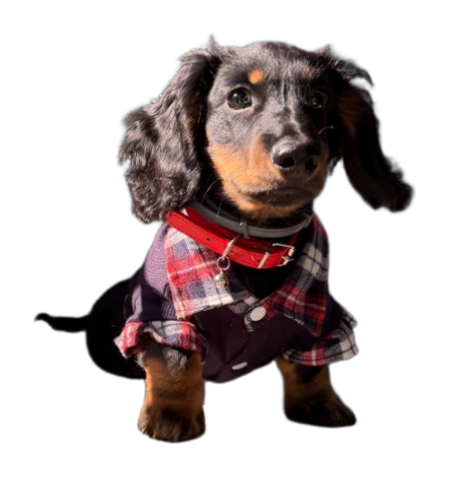 Original style example